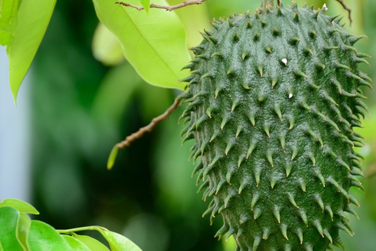 Ilustrasi sirsak, buah sirsak, tanaman sirsak. 