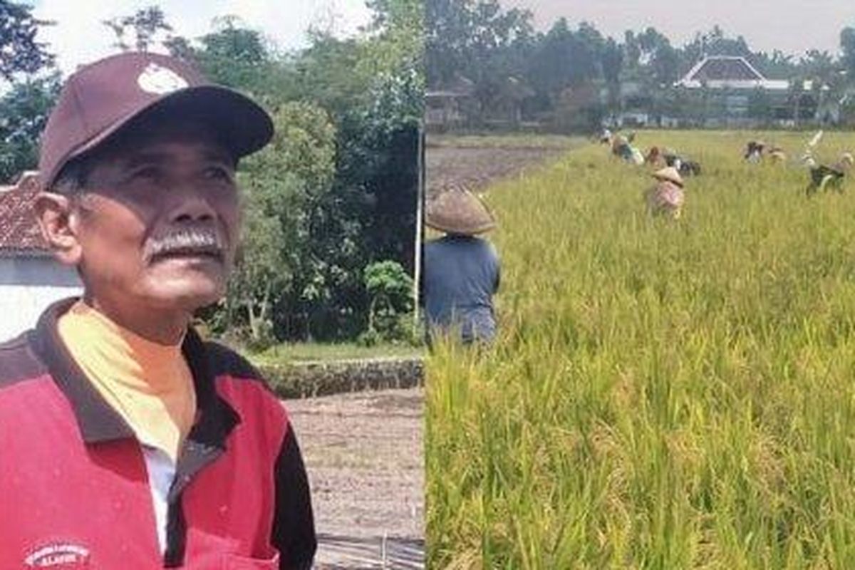 Suyamto and residents harvesting at Tumpukan Village, Klaten Regency, on Friday, April 16.