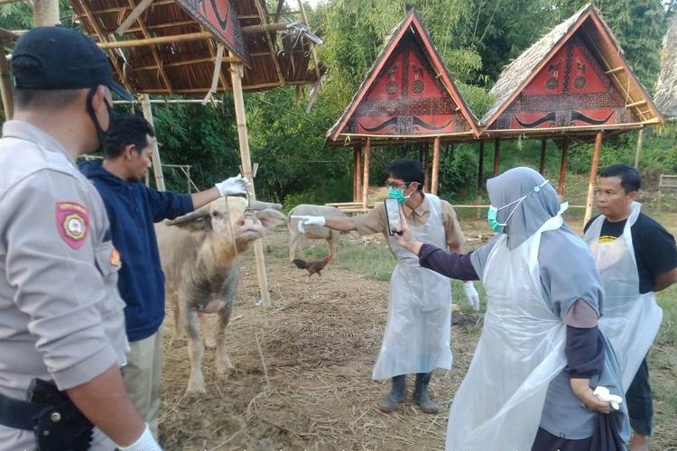 Dinas Pertanian dan Peternakan Kabupaten Luwu, Sulawesi Selatan, melakukan pemeriksaan hewan ternak Kerbau di beberapa desa di Kecamatan Bastem Utara. Selasa (26/7/2022)