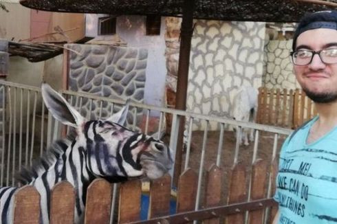 Keledai di Kebun Binatang Mesir Dicat supaya Mirip Zebra