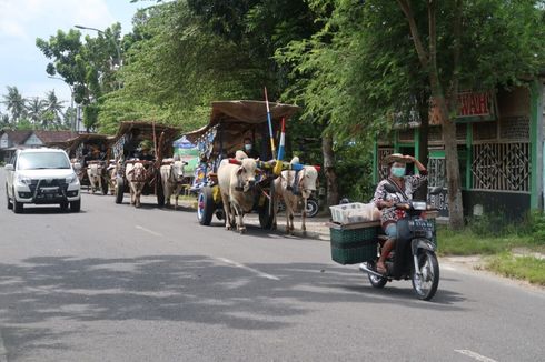 Serunya Naik Gerobak Sapi dan Nikmati Alam Pedesaan Bantul Yogyakarta