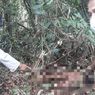 Seorang Wanita Tewas Diterkam Harimau Sumatera di Area HTI di Riau