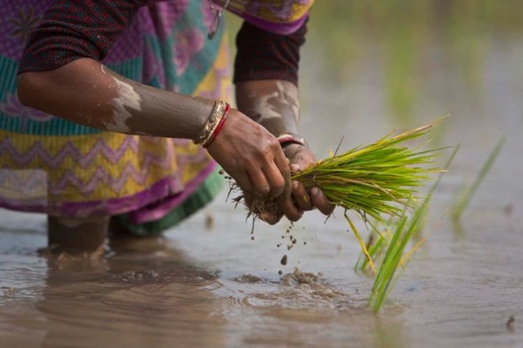 Seorang perempuan India menanam kembali bibit padi di sawah di pinggiran Gauhati, India, 30 Januari 2018.