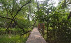 Transformasi Kawasan Mangrove Angke, Kini Jadi Pusat Edukasi