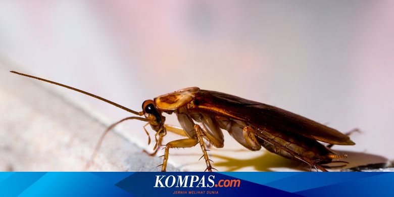 Fakta Menarik Tentang Kecoak