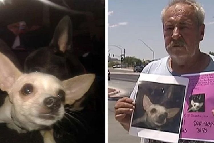 Seorang pria di Tucson bernama Eddie Collins ketika membawa poster berisi pesan untuk mencari anjing peliharaannya yang hilang. Demi membawa anjingnya itu, Collins menawarkan rumah dan tanahnya.