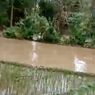 Duka Petani di Lampung, Baru Tanam Bibit, Sawah Terendam Banjir