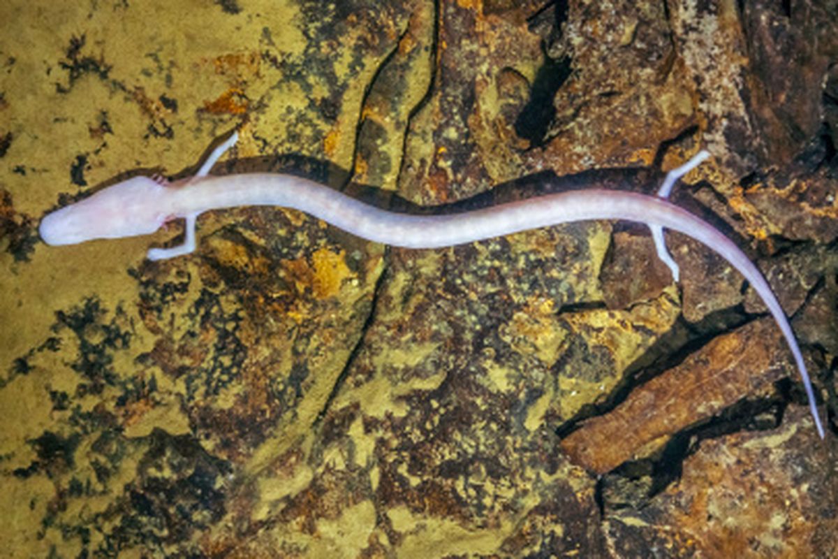 Olm (Proteus anguinus) adalah salamander gua yang bisa hidup selama 100 tahun. 