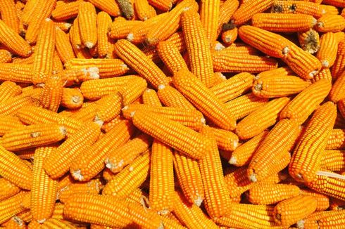 Untuk Pakan Ternak, Pemerintah akan Impor Jagung 50.000-100.000 Ton