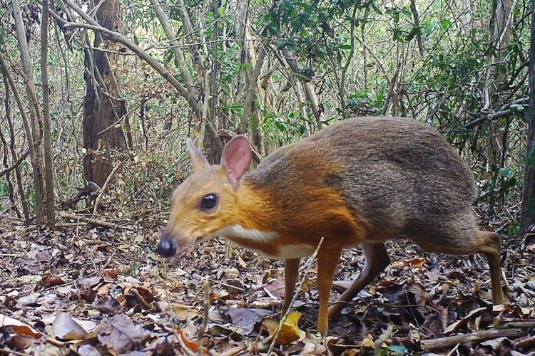 Hewan menyerupai perpaduan tikus dan rusa (Tragulus versicolor) dianggap sudah punah sejak tahun 1990-an. Namun kini tim peneliti menemukan populasi tikus-rusa di kawasan hutan pesisir pantai Vietnam.
