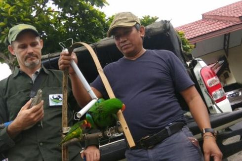 Buaya Muara Disita dari Sebuah Resor di Tomohon