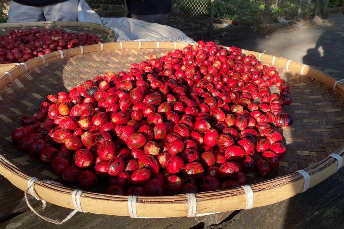 Kumpulan buah pala yang sudah dikuliti, di perkebunan Pongky Van Den Broeke, Banda Besar. 