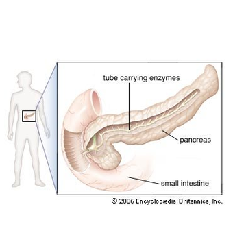 Ilustrasi pankreas