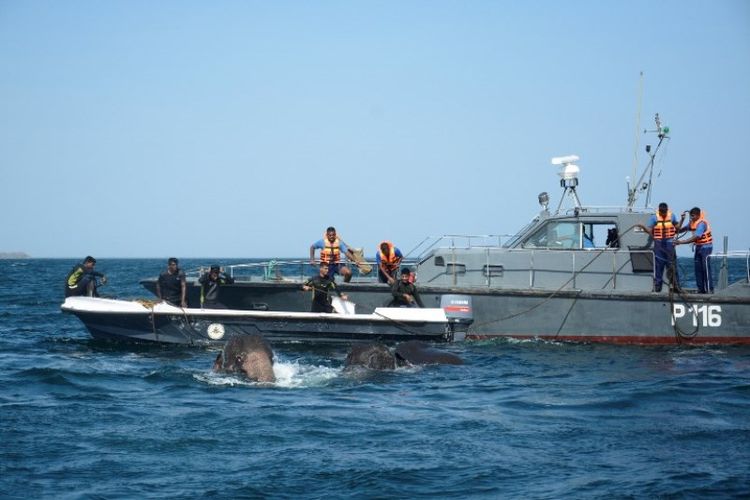 Personel AL Sri Lanka tengah berupaya menyelamatkan gajah yang hanyut di laut, Minggu (23/7/2017).