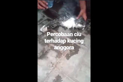 Viral Kucing Mati Dicekoki Air Kelapa, Polisi Belum Tetapkan Tersangka