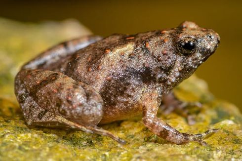 Temuan Spesies Baru Katak Kecil Bermulut Sempit di Belitung dan Lampung