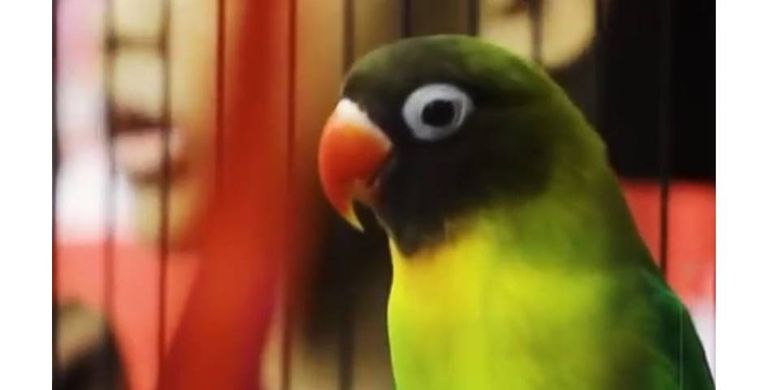 Sigit Awetkan Kusumo Legenda Lovebird Yang Sempat Ditawar