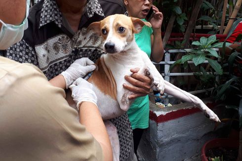 2019, Pemkot Jaktim Targetkan 7.600 Anjing hingga Musang Diberi Vaksin Rabies