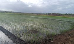 Antisipasi Darurat Pangan di Papua Selatan, Kementan Gencarkan Optimasi Lahan Rawa di Merauke