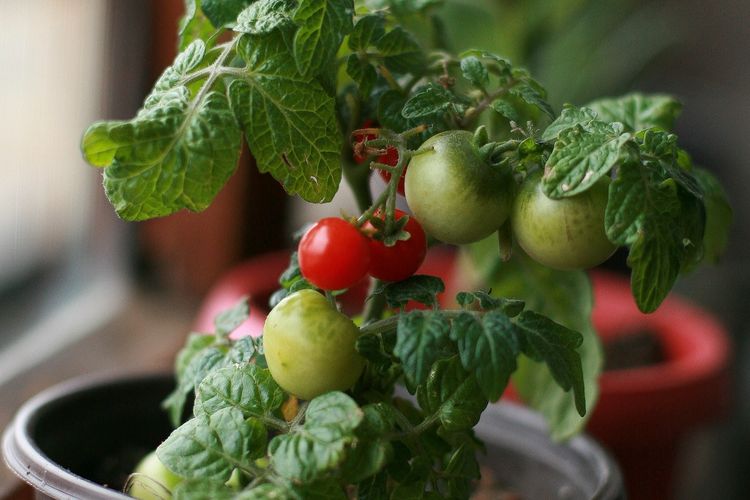 Ilustrasi menanam tomat di pot kecil. 