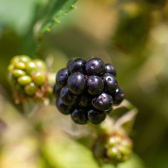 Ilustrasi buah blackberry siap panen