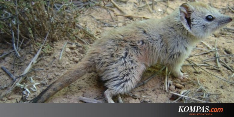 Dikira Punah 100 Tahun Lalu Tikus Berkantung Ternyata Masih