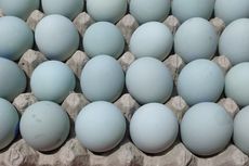 Apa Saja Manfaat Telur Bebek untuk Kesehatan?