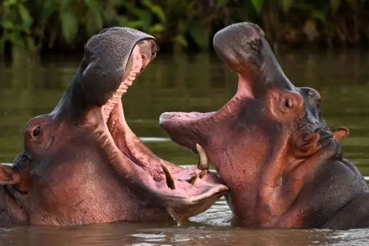 Polemik Kuda Nil Kokain Pablo Escobar: Bagaimana Awalnya sampai Jadi Masalah Besar?