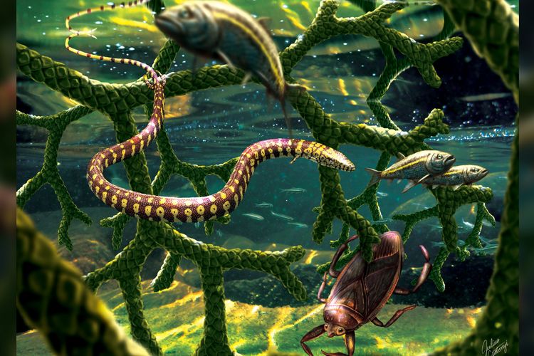 Spesies dolichosaur (Tetrapodophis amplectus) yang diyakini sebagai ular berkaki empat. Peneliti ungkap fakta baru fosil ular berkaki empat.