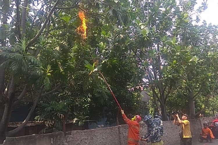 Petugas Sudin PKP Jakarta Timur bakar sarang tawon yang kerap resahkan warga di Jalan Palad Bulak Baru, Pulogadung, Jakarta Timur, Senin (2/12/2019).