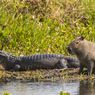 Buaya Bisa Telan Televisi, tapi Kenapa Ogah Makan Kapibara?
