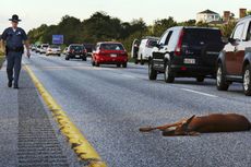 Bolehkah Hewan yang Mati Tertabrak di Jalan Dijadikan Santapan?