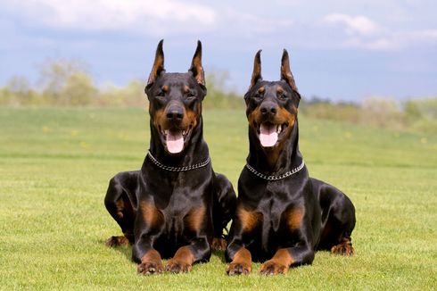 Perbedaan Anjing Doberman dan Rottweiler, Mana Terbaik untuk Menjaga?