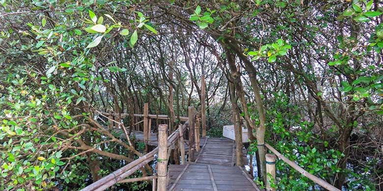 Jembatan kayu yang melewati bagian dalam hutan mangrove, Kulon Progo, Yogyakarta.