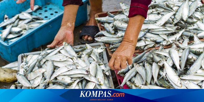 Empat Penyuluh Perikanan Asal Batam Ajar 100 Nelayan Di Papua Halaman All Kompas Com