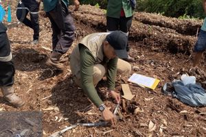 Detik-detik Harimau Terkam Gadis Kecil Saat Temani Kakak Cuci Piring di Pelalawan