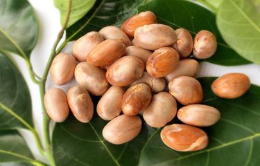 Biji Nangka Bisa Mencegah Penyakit Apa? Berikut 5 Daftarnya ...
