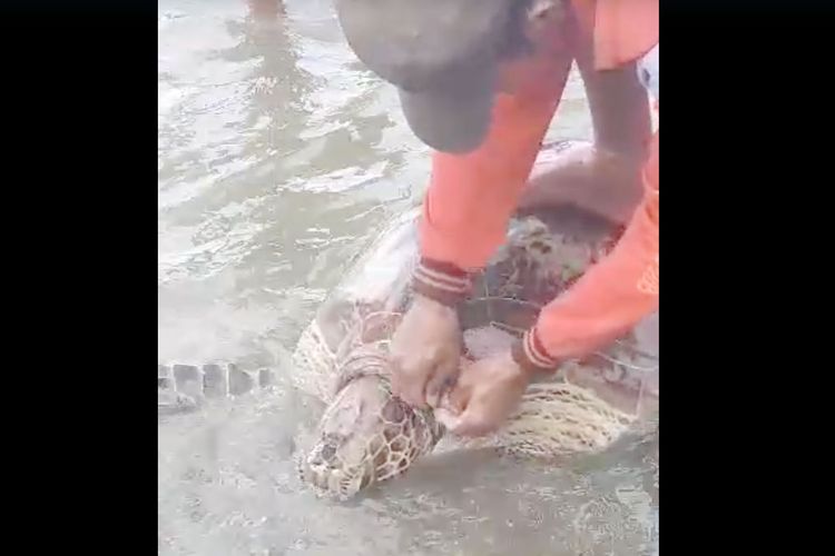 Penyelamatan penyu hijau (Chelonia mydas) yang terjaring nelayan di Desa Bulontio Barat Kecamatan Sumalata Kabupaten Gorontalo Utara. Runi Oni seorang wanita nelayan setempat memerintahkan pelepasliaran penyu ini ke laut.