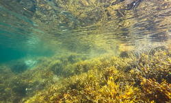 Investasi 14 Miliar Dollar AS Diperlukan untuk Pulihkan Hutan Kelp Global