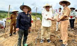 Hadapi El Nino, Kementan Tanam Padi Gogo di Perkebunan Sawit Kabupaten Paser