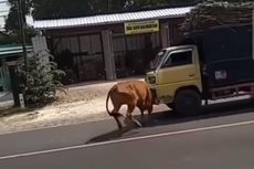 Video Viral Sapi Lepas di Lamongan 