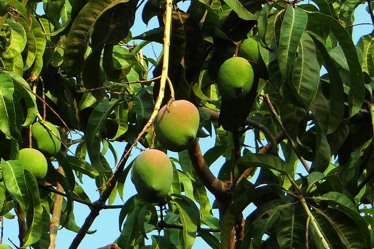 Ilustrasi tanaman mangga, pohon mangga. 