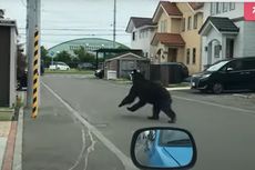 VIDEO: Beruang Mengamuk di Kota Jepang, Akhirnya Mati Ditembak Pemburu