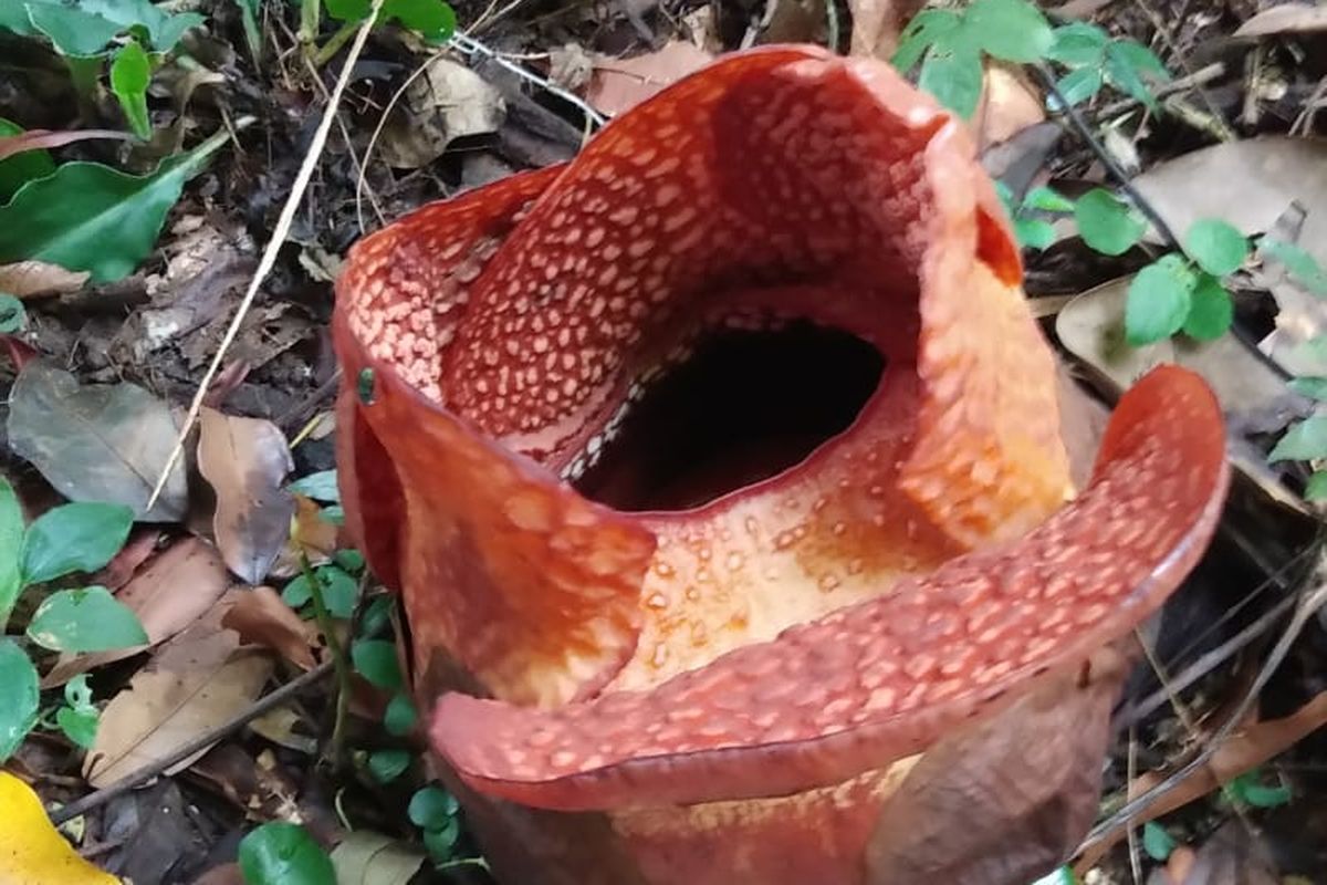 Bunga Rafflesia arnoldii R. Br d yang mekar untuk kali pertama di luar habitatnya.