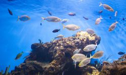 Dampak Pemanasan Samudra, Ukuran Hewan Laut Terus Mengecil
