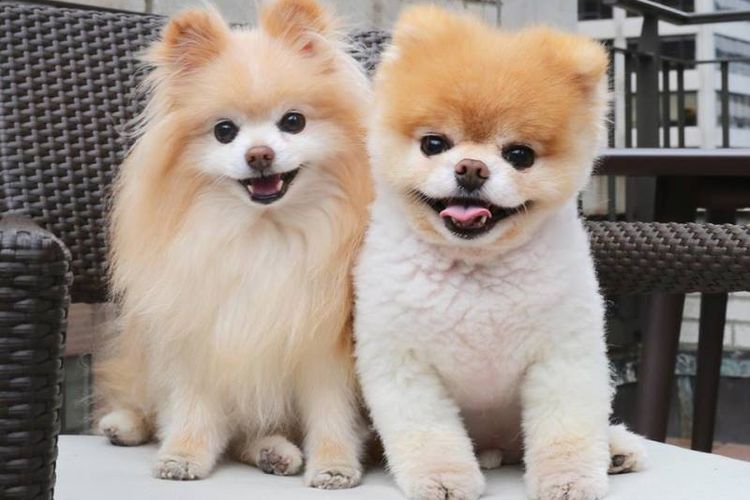 Boo (kanan) anjing terlucu di dunia bersama Buddy (kiri). (Facebook/Boo)