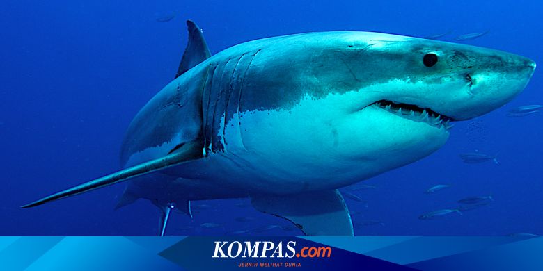 Gigi Hiu Terancam Rapuh Akibat Lautan Makin Asam