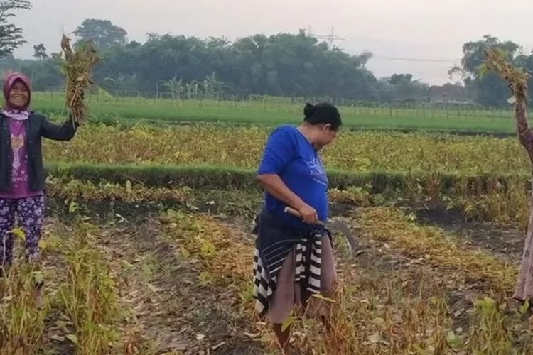 Petani kedelai di Grobogan, Jawa Tengah bisa memanen hingga 3 ton per hektar. Mereka juga berani bersaing dengan produk kedelai impor.