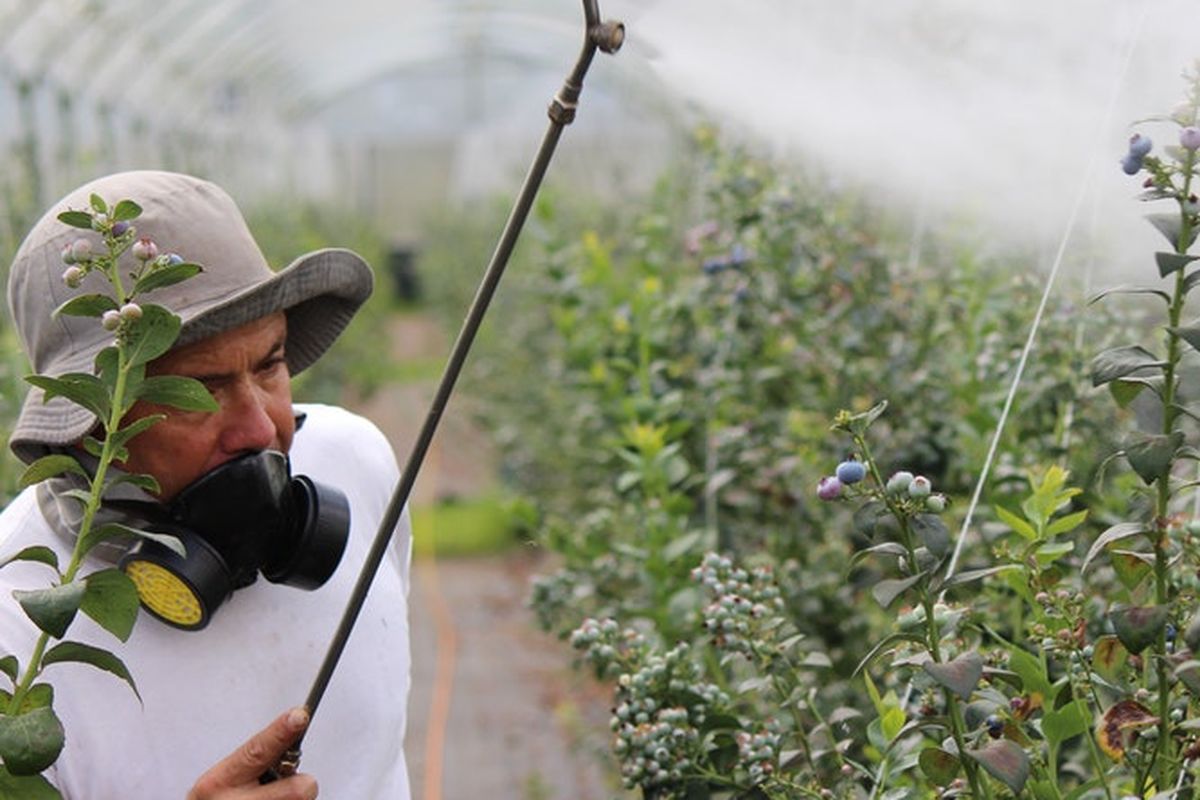 ilustrasi aplikasi herbisida