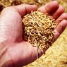 Bulog Siap Serap Gabah Petani Seharga Rp 6.500 Per Kilogram